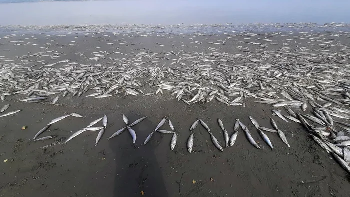 Explosive jump in herring population on Sakhalin. The shore is filled with tons of fish. People fill bags every spring - Herring, Sakhalin, A fish, Marine life, Animals, Wild animals, In the animal world, Yandex Zen (link), Longpost