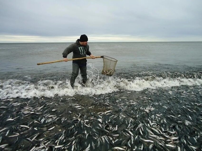 Ловись, рыбка, большая, маленькая, любая!