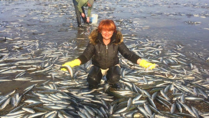 Подстраиваться под общество: работать с 9 до 18, жить в мегаполисе, ходить каждый день за лавандовым рафом. Быть счастливым: уехать на Сахалин за селедочкой.