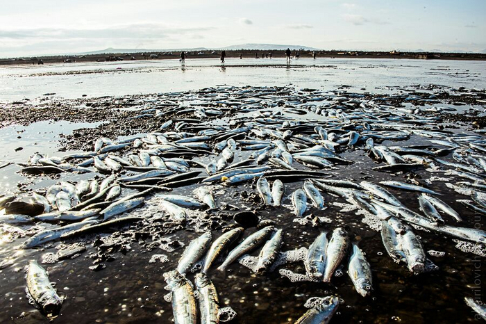 В большинстве случаев рыбаки вылавливают именно мёртвую рыбу. Она просто не успевает добраться до моря и задыхается. Не пропадать же добру?