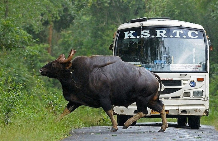 Всё правильно, машина должна ехать по дороге.