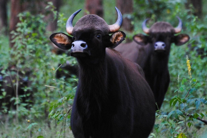 Один за всех и все за то, чтобы прибить полосатого кошака! В атаку!