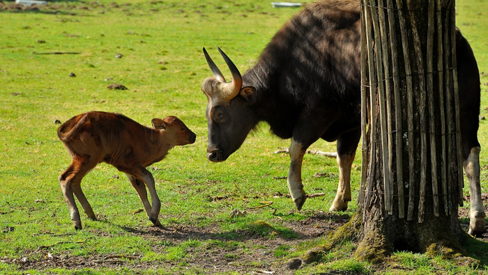 Малыша охраняет не только мать, но и всё стадо.