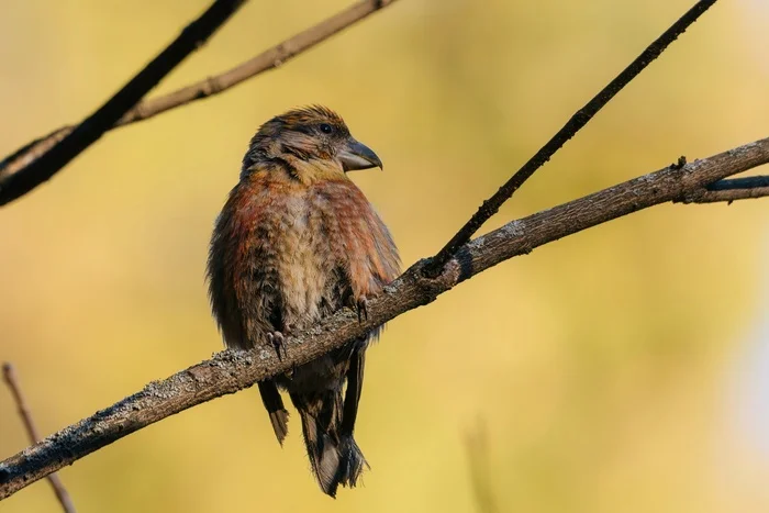 Bird portraits part 5 - My, Picture with text, Birds, Bird watching, Hawk owl, Ringdove, Nightjar, Moskovka, Crossbill, Longpost