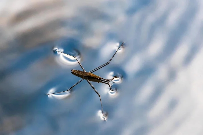 Water strider: A different look at the usual. Strange life on the border of worlds - Pond-skater, Insects, Animals, Wild animals, Yandex Zen, GIF, Yandex Zen (link), Longpost