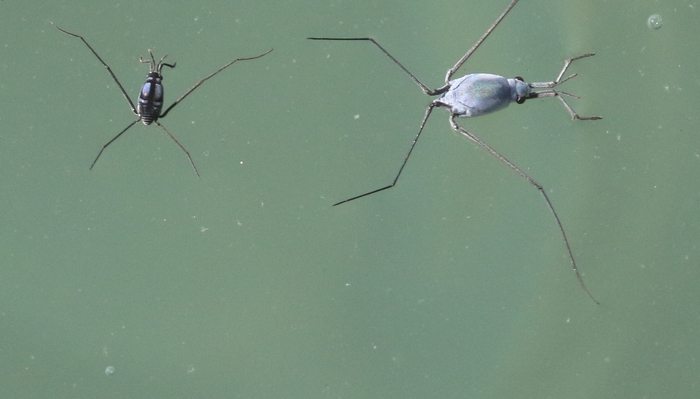 Так выглядят морские водомерки галобатесы. Удивительно, что они похожи на обрезанные версии раков.