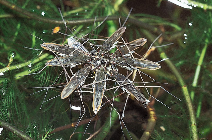 Извините, это собрание только для тех, кто умеет ходить по воде. У людей был только один такой, его мы и ждём!