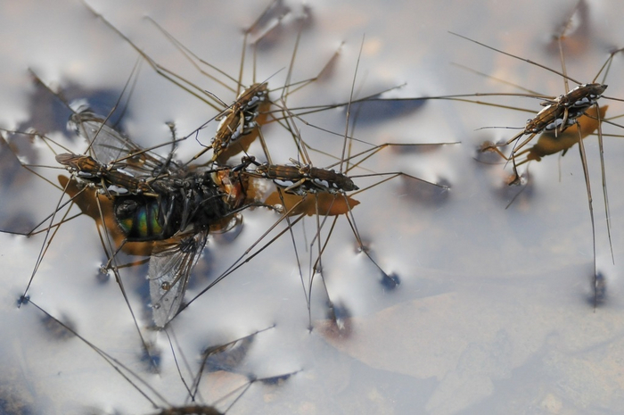 За мух им тоже респект.