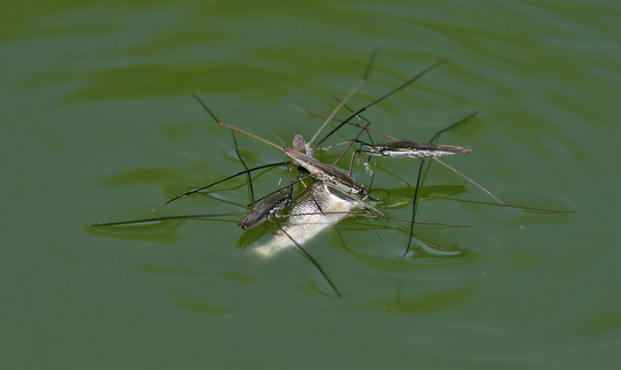 Если водомерки находят крупную добычу, они едят её вместе.