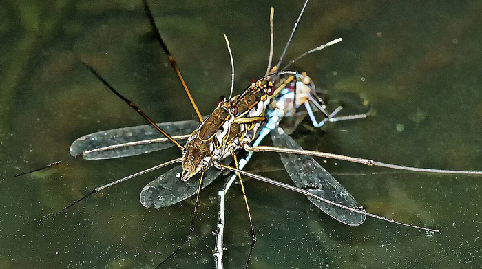 Не понимаю, что здесь происходит: романтический ужин или вымогательство романтического ужина.