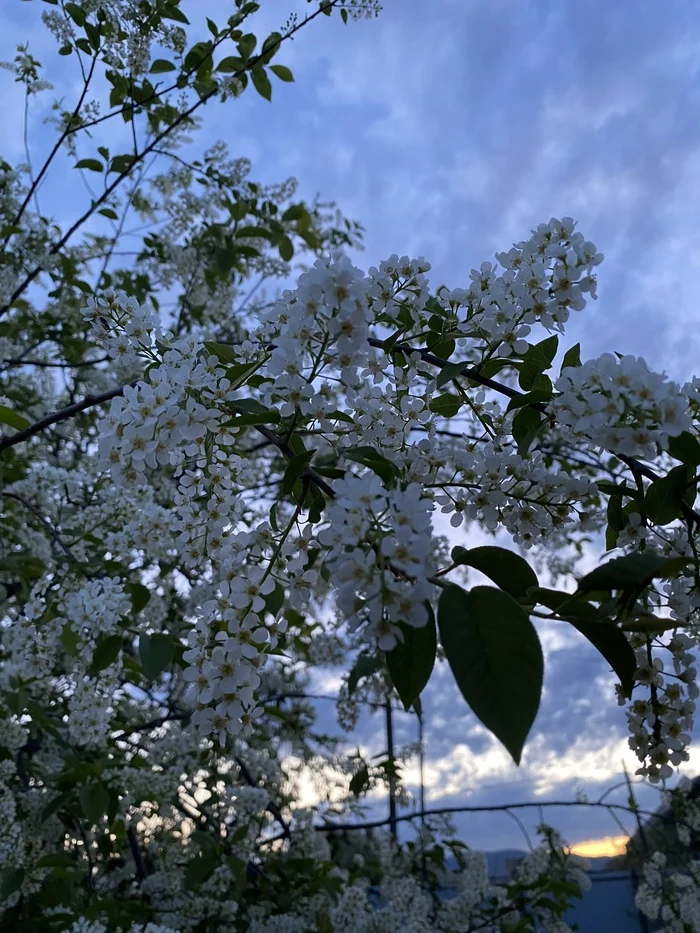 Oh, white bird cherry - My, Nature, Bird cherry, Plants, Beautiful view, Flowers, Bloom, The photo