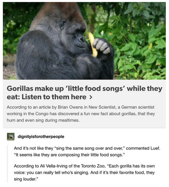 Gorillas make up 'little songs about food' - Translated by myself, Gorilla, Good news, Animals, Food