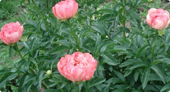 Hybrid peony Coral Supreme - My, Gardening, Garden, Plants, Garden, Biology, Longpost