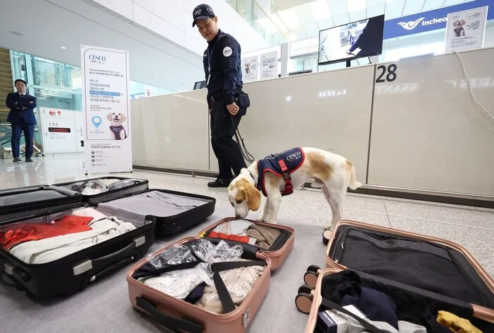 In Seoul, a sniffer dog searches for bedbugs on flights from the Paris Olympics - Society, South Korea, Dog, Service dogs, Olympic Games, Paris, Bedbugs