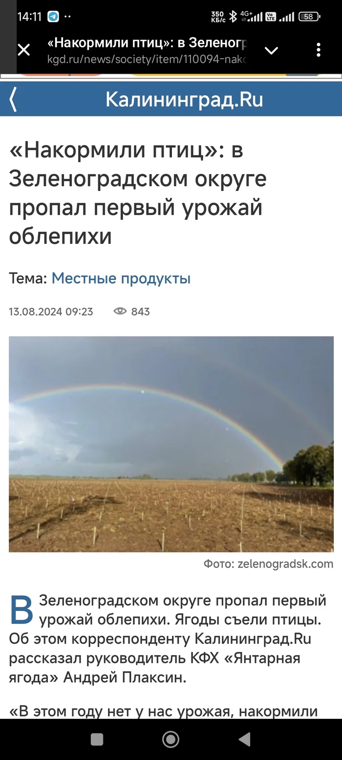 Our crops have been devoured by the weevil, Milord! - news, Harvest, Sea buckthorn, Kaliningrad region, Weevil, Longpost