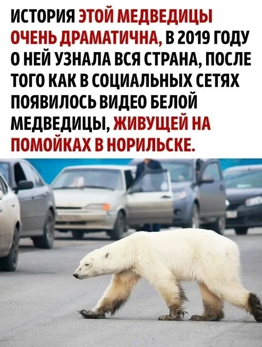 A story with a happy ending! - Picture with text, The Bears, Animals, Wild animals, Polar bear, Longpost, Animal Rescue