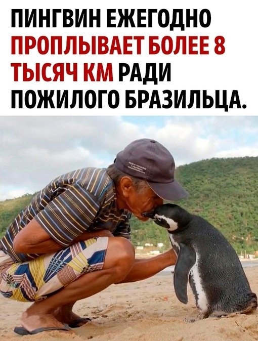 Animals do not forget kindness! - Picture with text, Animals, Wild animals, Penguins, Care, Brazil, Longpost, Animal Rescue, Birds, flightless birds, Repeat