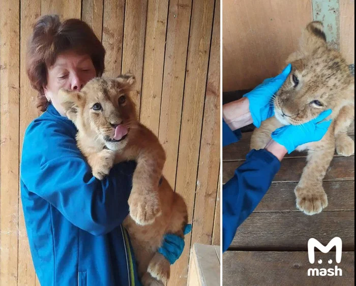 Caught in the Moscow region - Lion cubs, Dmitrov, Moscow region, Catching, Vet, a lion, Cat family, Predatory animals, Wild animals, Big cats, Exotic animals, Telegram (link), Animal Rescue