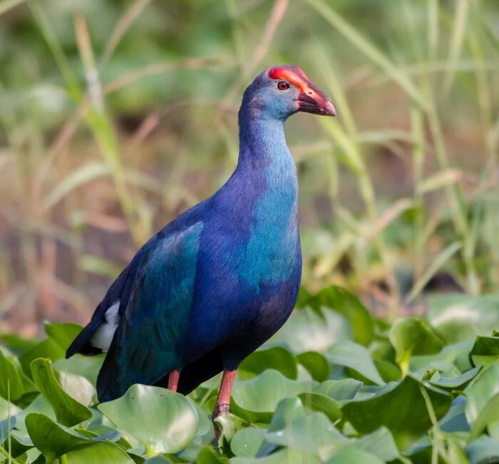 Few birds - Birds, Nature, The photo, Aesthetics, Animals, Wild animals, Longpost