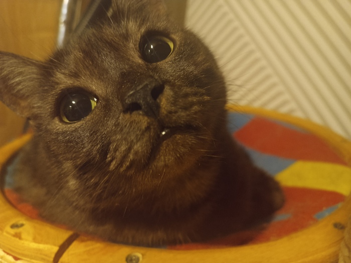 Какой была бы жизнь без котов?