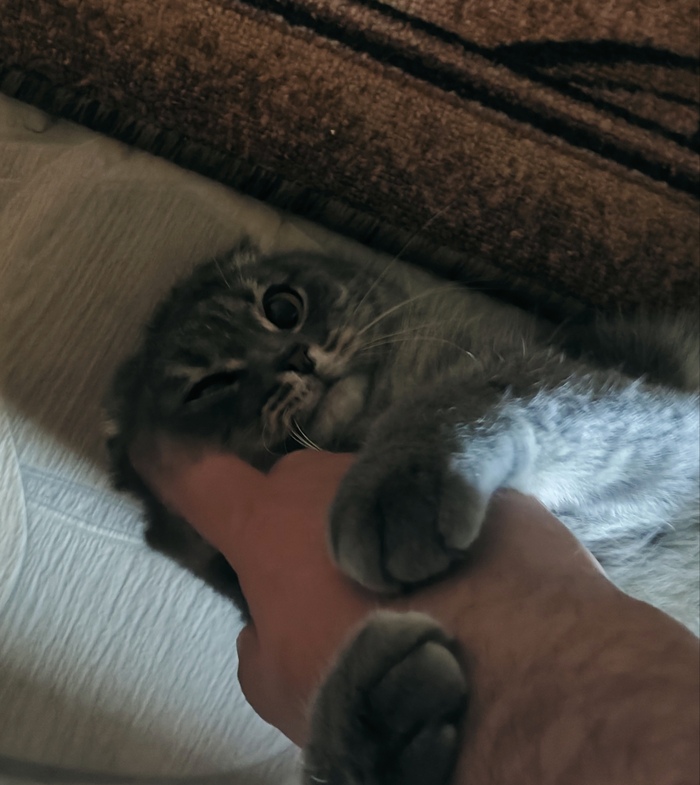 ������ �������������