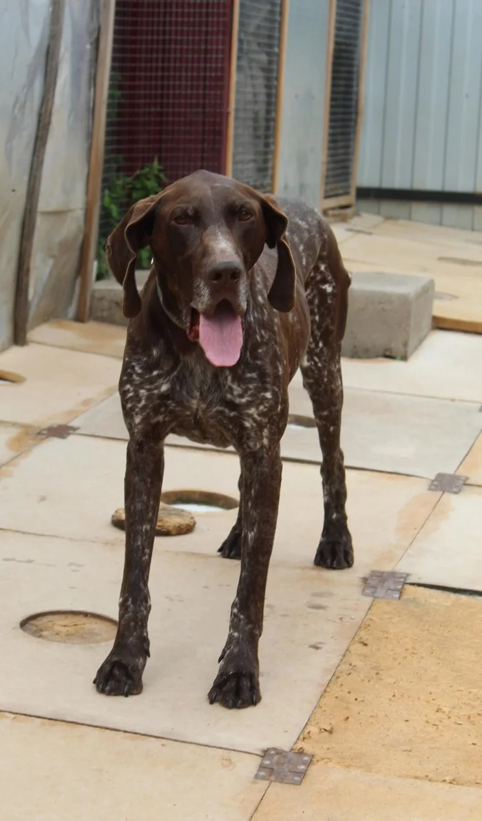 An abandoned kurtshar was found in the Kursk region - My, Animal Rescue, Helping animals, Kurzhaar, Hunting sausages, Dog, Animal shelter, Charity, Longpost, In good hands