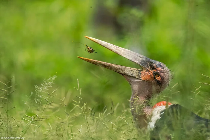 Marabou grabs an armored cricket - Marabou, Birds, Wild animals, wildlife, South Africa, The photo, Mining, Insects, Kruger National Park