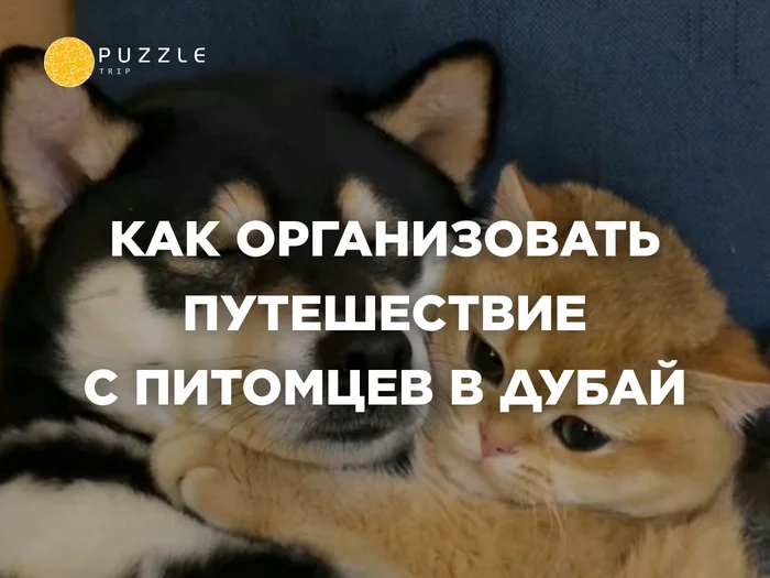 Как организовать путешествие с питомцем в Дубай - Туристы, Поездка, Путешествия, Туризм, Дубай, ОАЭ, Собака, Кот, Животные, Домашние животные, Правила, Стресс, Длиннопост