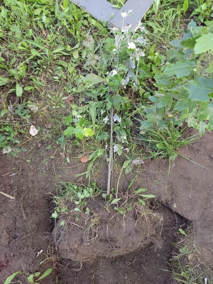 Root system of pyramidal poplar - My, Garden, Tree, Poplar, Longpost