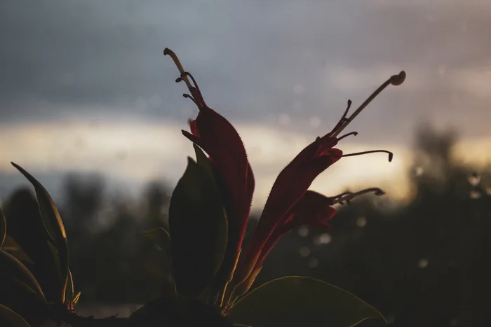 Эсхинантус великолепный (Aeschynanthus speciosus) - Моё, Растения, Цветение, Цветы, Комнатные растения, Садоводство