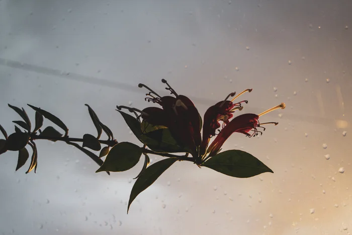 Эсхинантус великолепный (Aeschynanthus speciosus) - Моё, Растения, Цветение, Цветы, Комнатные растения, Садоводство