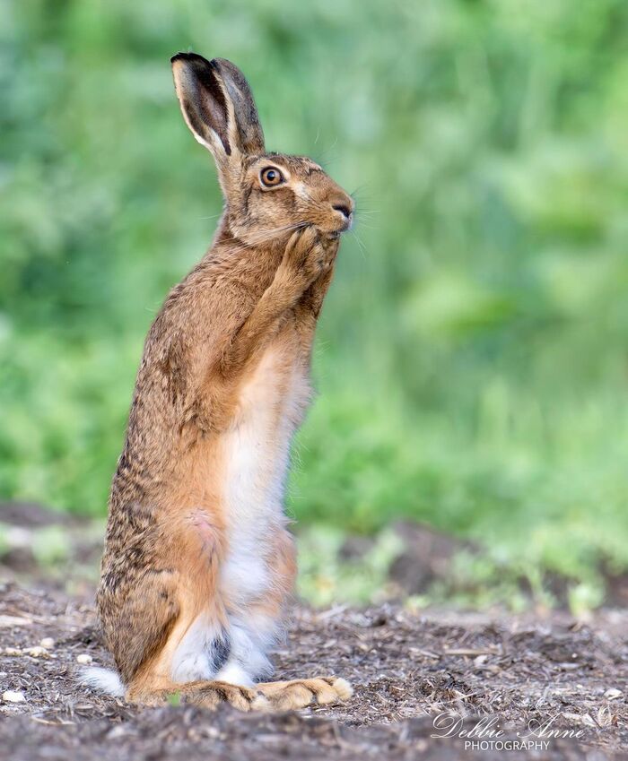 Удивлённый заяц