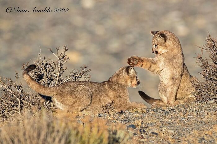 Pumyatas play - Young, Puma, Small cats, Cat family, Predatory animals, Wild animals, wildlife, Patagonia, South America, The photo