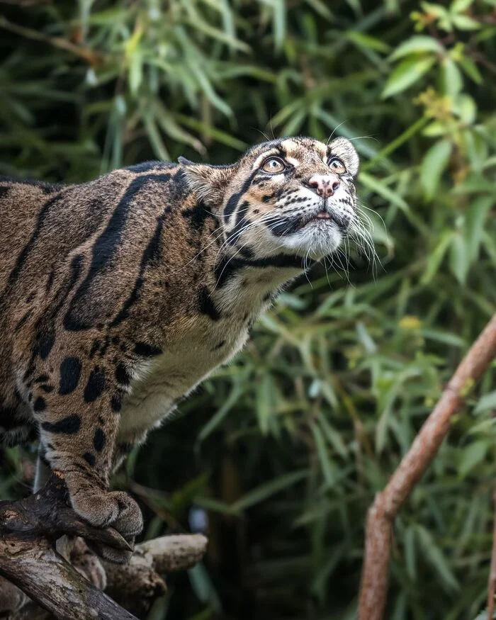 Interested look - Clouded leopard, Big cats, Cat family, Predatory animals, Wild animals, Zoo, The photo