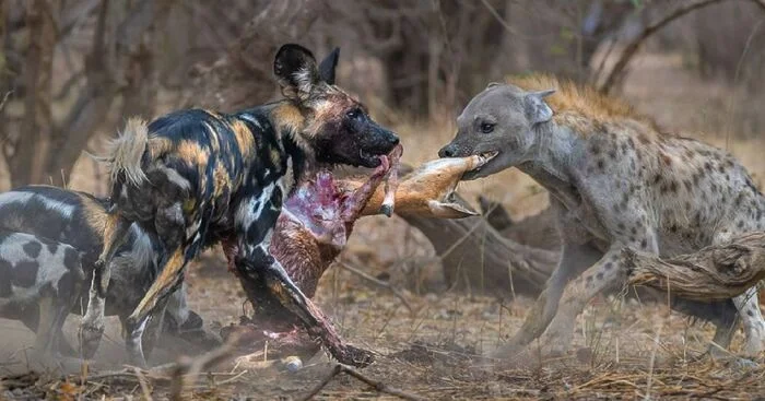 Opportunity makes a thief - Hyena, Spotted Hyena, Hyena dog, Canines, Predatory animals, Wild animals, wildlife, National park, South Africa, The photo, Mining, Impala, Carcass