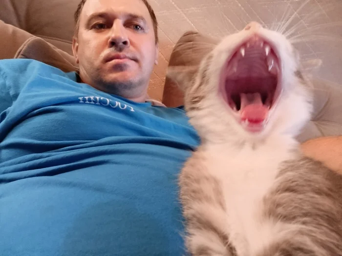 Reply to the post Kitten - My, Kittens, Yawn, cat, Reply to post, Pets, The photo