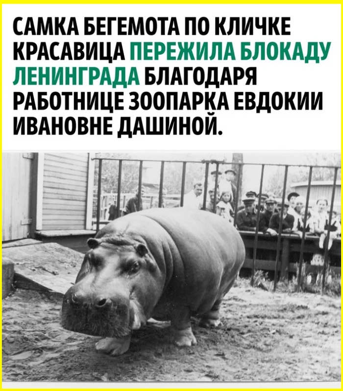 How a zoo worker saved a hippopotamus during the siege of Leningrad - hippopotamus, Leningrad blockade, Zoo, Humanity, Kindness, Animal Rescue, Longpost, A wave of posts, Repeat