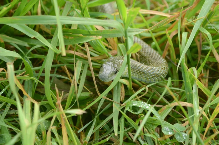 Island snake - My, Reserves and sanctuaries, Skid, Snake, The photo, Kunashir, South Kurils