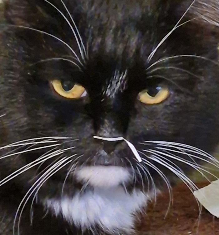 Чо те опять смешно??? Тупой двуногий...