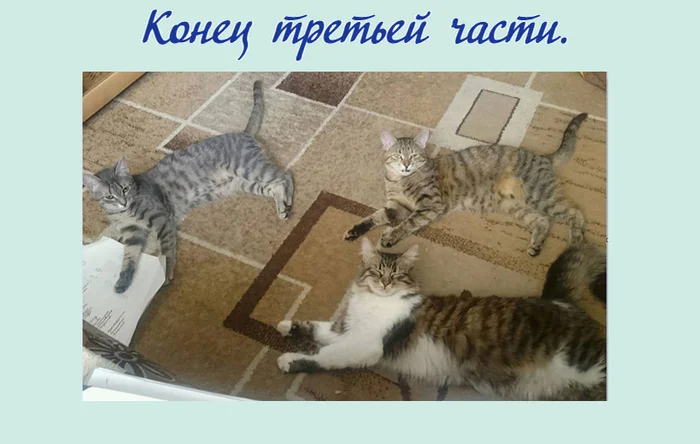 Cognitive behavioral therapy (CBT) and cats. Part 3. Cognitive distortions - find and neutralize - My, Cognitive Behavioral Therapy, cat, Milota, Humor, Psychology, Psychotherapy, Longpost, Series Cognitive behavioral therapy CBT and cats