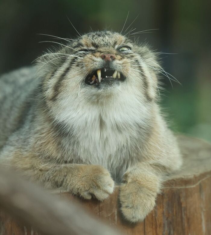 ����� �������� ����������