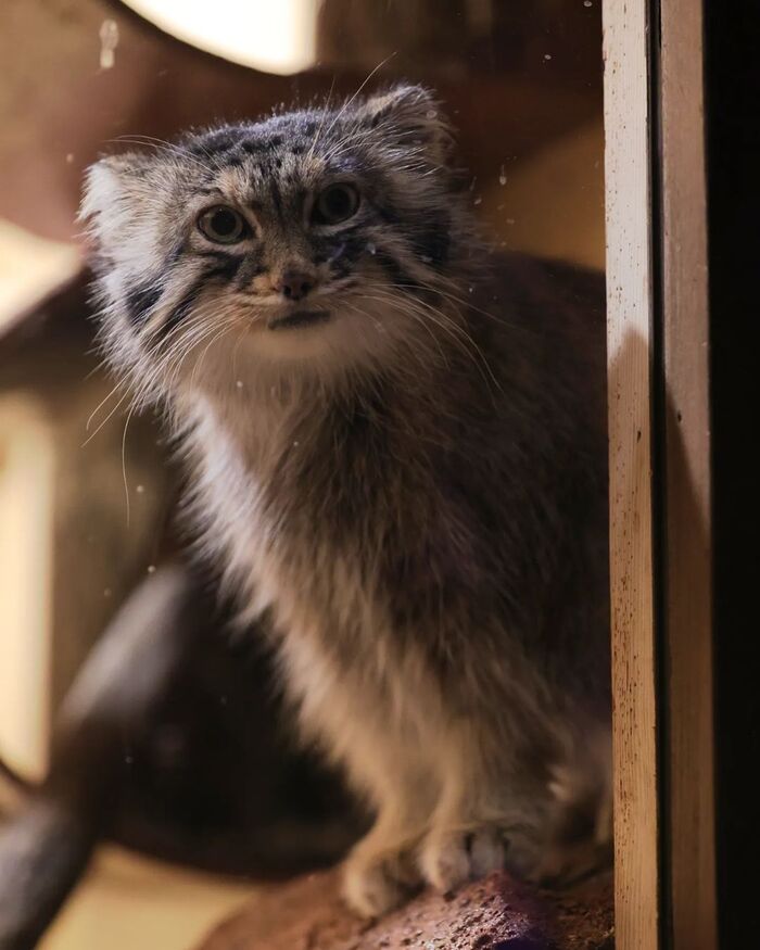 Удивленная Оливка