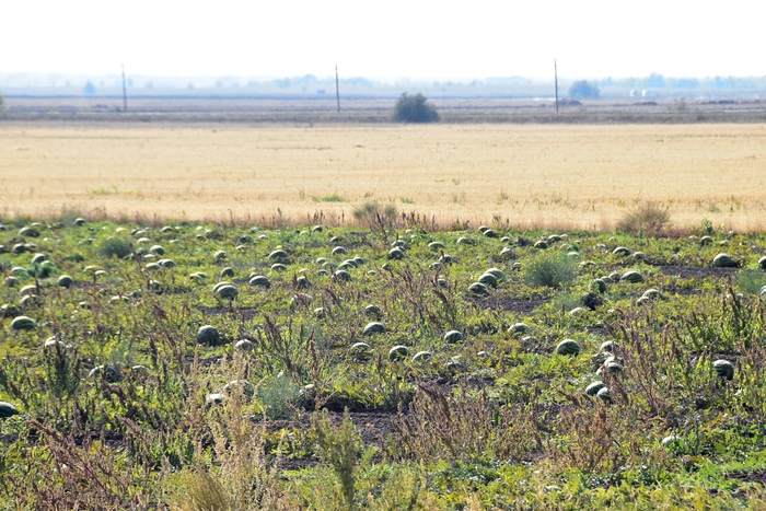 Море арбузное...