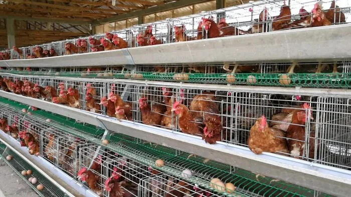 Type of keeping laying hens for business - which is better? - My, Entrepreneurship, Сельское хозяйство, Business, Startup, Poultry, Small business, Trade, Eggs, Market, Volgau, Farmer, Profitability