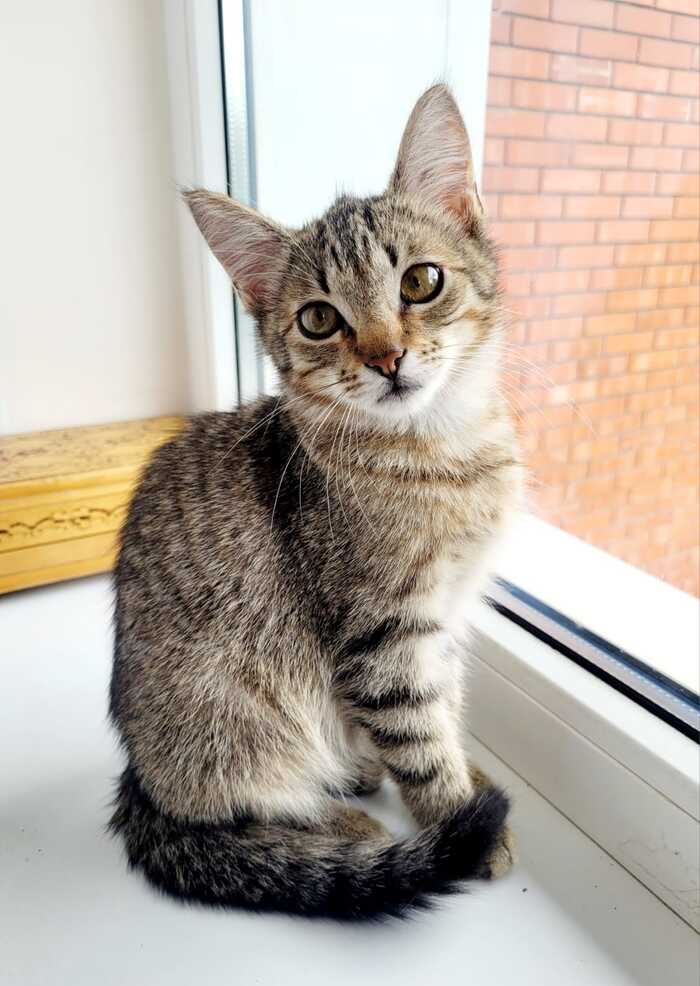 Photo sessions in the morning, not a moment of peace... And when are the treats? - Saint Petersburg, Leningrad region, cat, In good hands, Helping animals, Kittens, VKontakte (link), Longpost