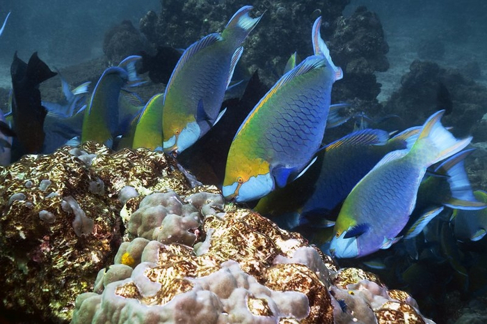 Рыба-попугай: Смешно, но противно. Весь песок на Мальдивах – результат туалета этих рыб Рыба, Мальдивы, Морские обитатели, Животные, Дикие животные, Яндекс Дзен, Гифка, Яндекс Дзен (ссылка), Длиннопост Рыба-попугай: Смешно, но противно. Весь песок на Мальдивах – результат туалета этих рыб Рыба, Мальдивы, Морские обитатели, Животные, Дикие животные, Яндекс Дзен, Гифка, Яндекс Дзен (ссылка), Длиннопост