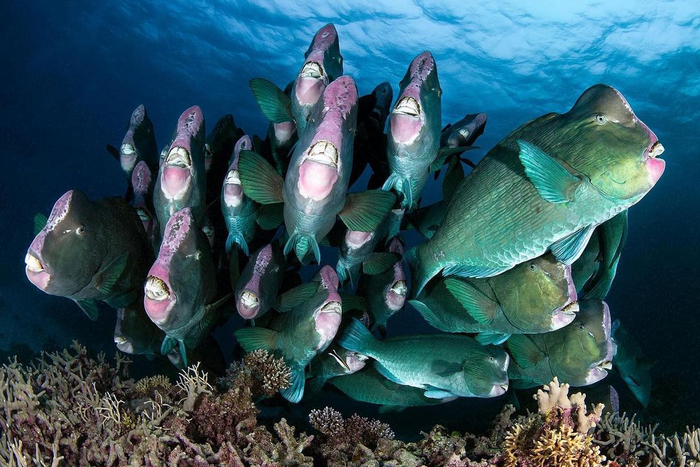 Рыба-попугай: Смешно, но противно. Весь песок на Мальдивах – результат туалета этих рыб Рыба, Мальдивы, Морские обитатели, Животные, Дикие животные, Яндекс Дзен, Гифка, Яндекс Дзен (ссылка), Длиннопост Рыба-попугай: Смешно, но противно. Весь песок на Мальдивах – результат туалета этих рыб Рыба, Мальдивы, Морские обитатели, Животные, Дикие животные, Яндекс Дзен, Гифка, Яндекс Дзен (ссылка), Длиннопост