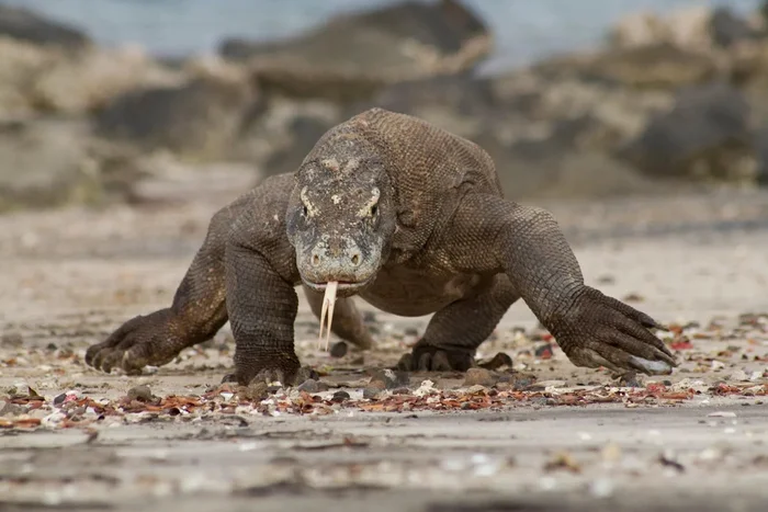 Komodo Dragon: Mega lizards that can take down a buffalo. The whole island trembles under their tyranny - Komodo monitor lizard, Animals, Wild animals, Yandex Zen, Yandex Zen (link), Longpost, Monitor lizard, Reptiles, Endangered species