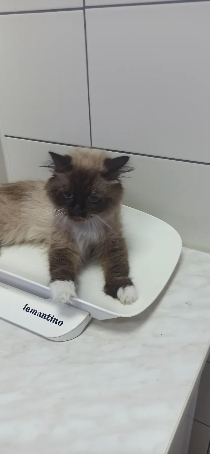 New cat with injury - My, Homeless animals, Animal Rescue, Shelter, Overexposure, No rating, Volunteering, Charity, Negative, Telegram (link), Cat lovers, The rescue, cat, Kindness, Animal shelter, Neva Masquerade, Care, Fluffy, Video, Vertical video, Longpost