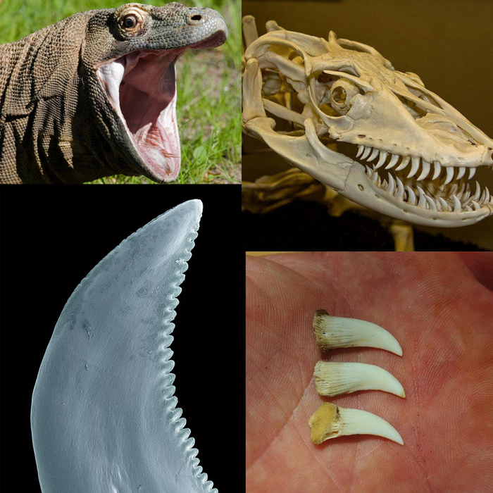 Идеальные зубы для идеального мясника.